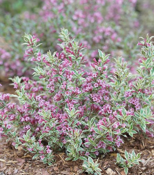 WEIGELA `MY MONET PURPLE EFFECT`