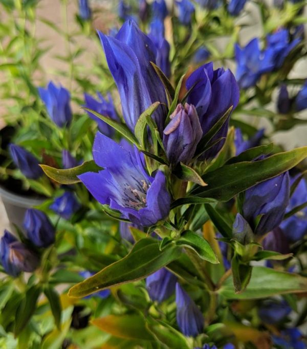 GENTIANA `TRUE BLUE`