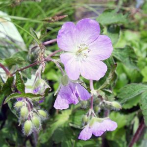 GERANIUM MACULATUM