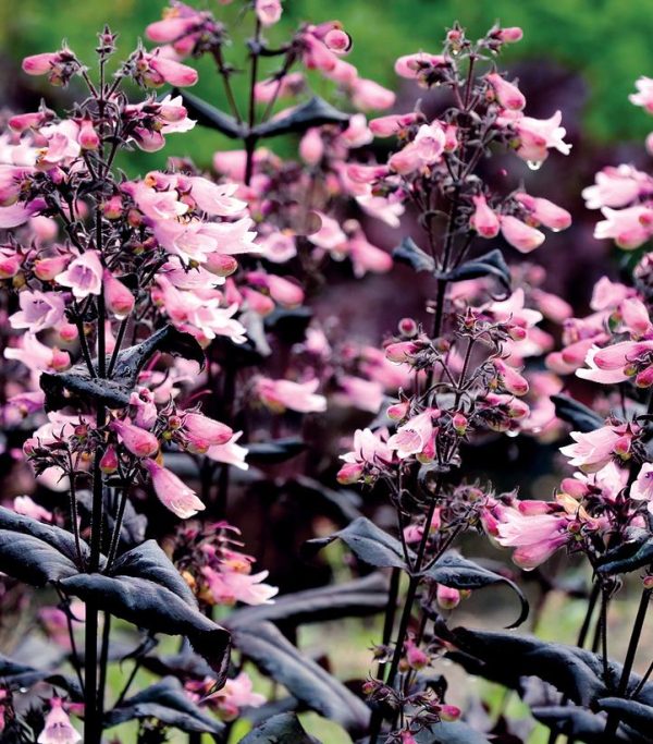 PENSTEMON DAKOTA `BURGUNDY`