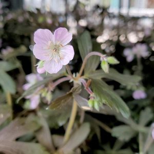 GERANIUM MACULATUM `ESPRESSO`
