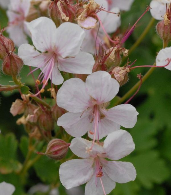 GERANIUM CANTABRIGIENSE `BIOKOVO`