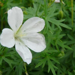 GERANIUM SANGUINEUM `ALBUM`