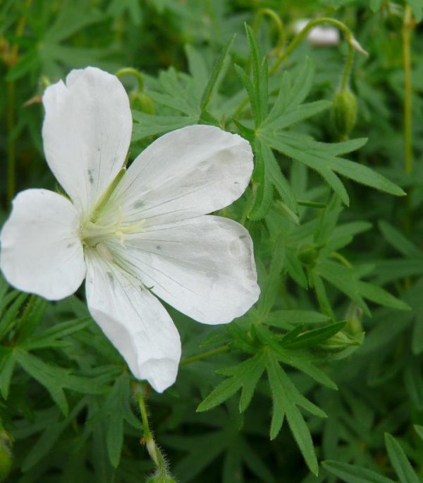 GERANIUM SANGUINEUM `ALBUM`