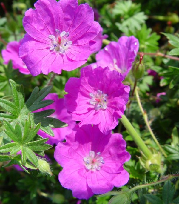 GERANIUM `MAX FREI`