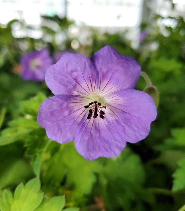 GERANIUM `ROZANNE`