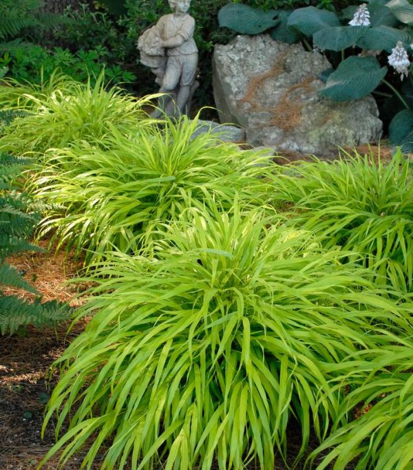 HAKONECHLOA MACRA `ALL GOLD`