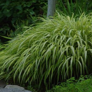 HAKONECHLOA MACRA `AUREOLA`