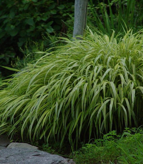HAKONECHLOA MACRA `AUREOLA`