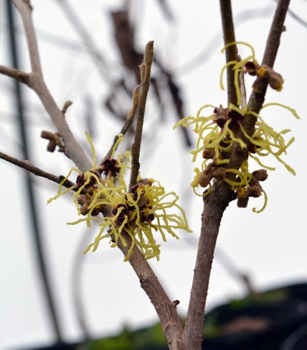 HAMAMELIS VERNALIS