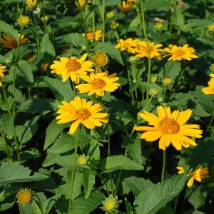 HELIOPSIS `TUSCAN SUN`