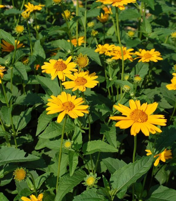 HELIOPSIS `TUSCAN SUN`