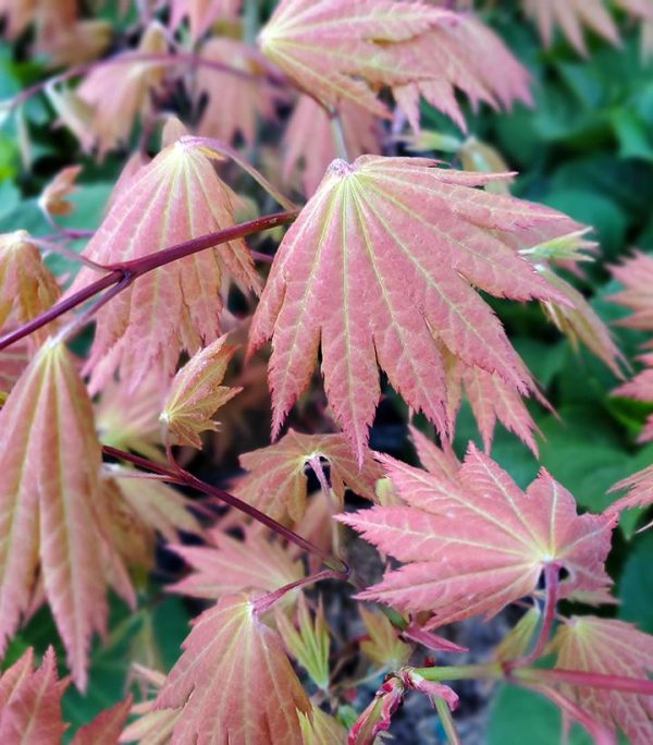 ACER SHIRASAWANUM `AUTUMN MOON`