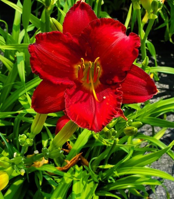 HEMEROCALLIS `CHICAGO APACHE`