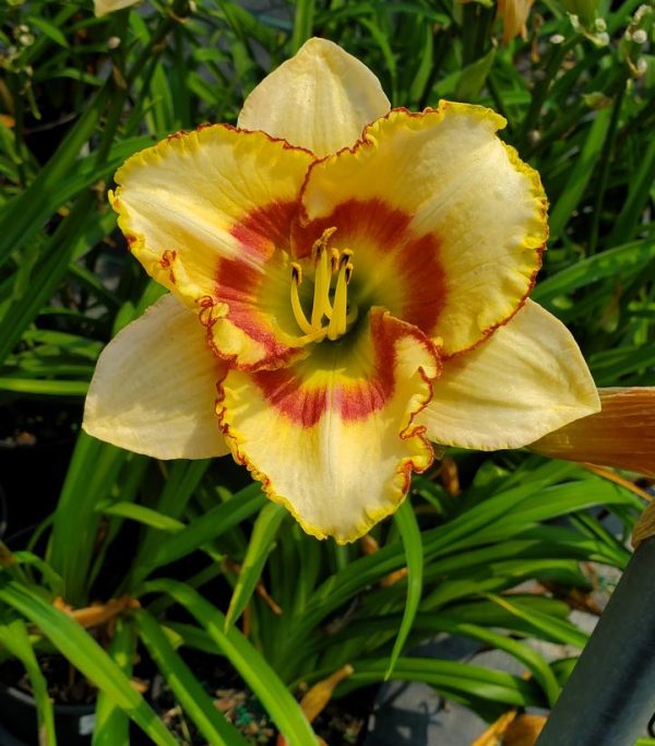 HEMEROCALLIS `CUSTARD CANDY`