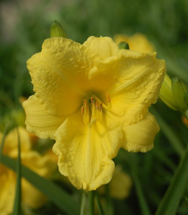 HEMEROCALLIS `HAPPY RETURNS`