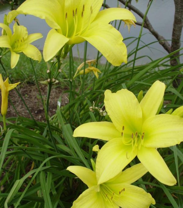 HEMEROCALLIS `HYPERION` - YELLOW