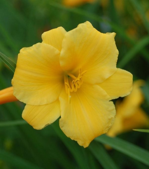 HEMEROCALLIS `STELLA D`ORO` - YELLOW