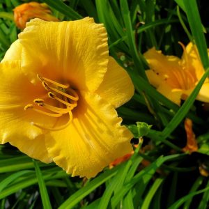 HEMEROCALLIS `APRICOT SPARKLES`