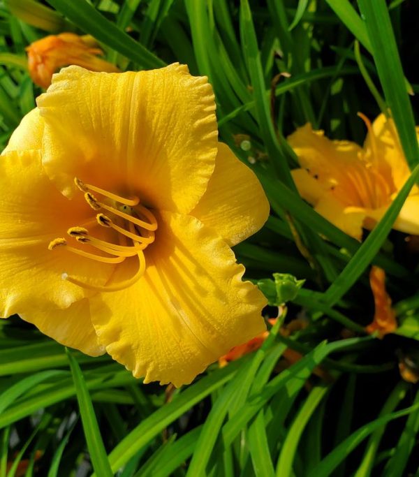 HEMEROCALLIS `APRICOT SPARKLES`