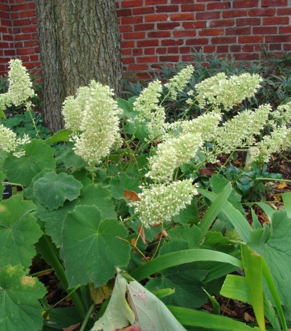 HEUCHERA VILLOSA `AUTUMN BRIDE`