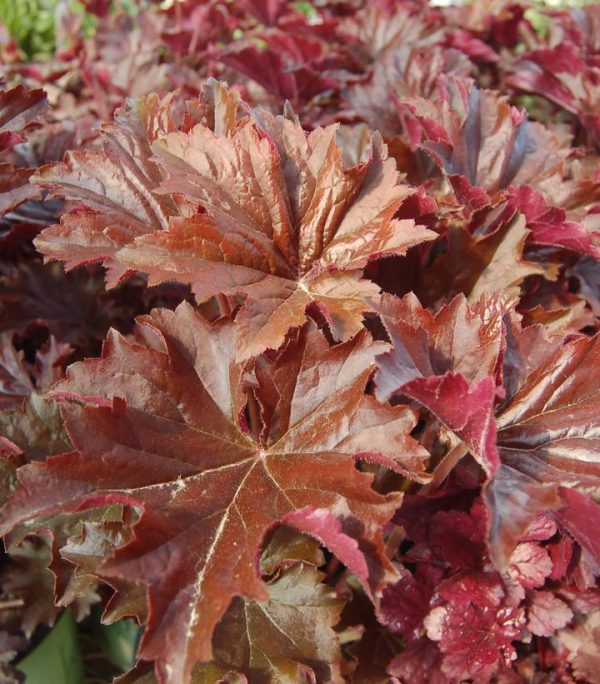 HEUCHERA VILLOSA `BRONZE WAVE`