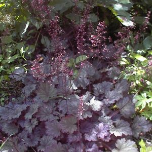 HEUCHERA `FROSTED VIOLET`