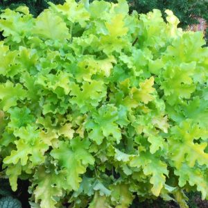 HEUCHERA `LIME MARMALADE`