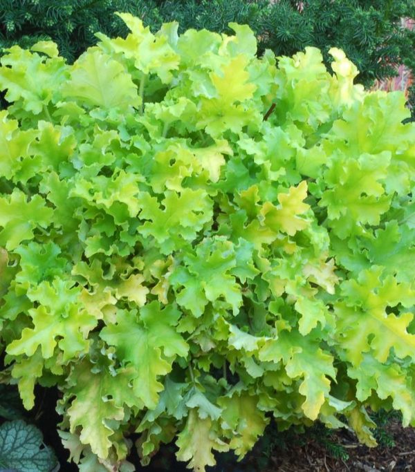 HEUCHERA `LIME MARMALADE`
