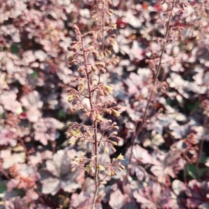 HEUCHERA `MIDNIGHT ROSE`