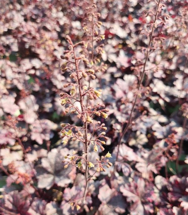 HEUCHERA `MIDNIGHT ROSE`