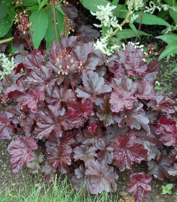 HEUCHERA `OBSIDIAN`