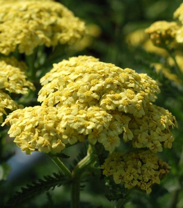 ACHILLEA `SUNNY SEDUCTION`