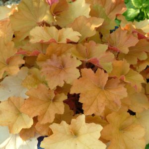 HEUCHERA VILLOSA `CARAMEL`