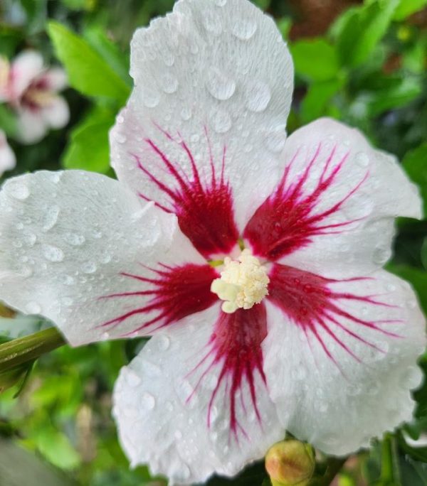 HIBISCUS SYR. `LIL` KIM`