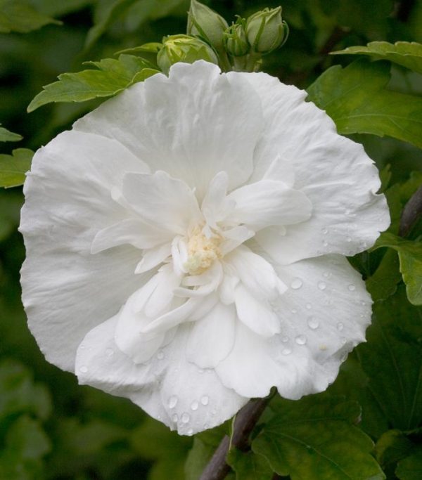 HIBISCUS SYR. `WHITE CHIFFON`