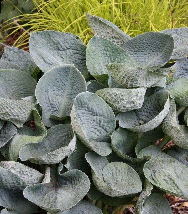 HOSTA `BIG DADDY`