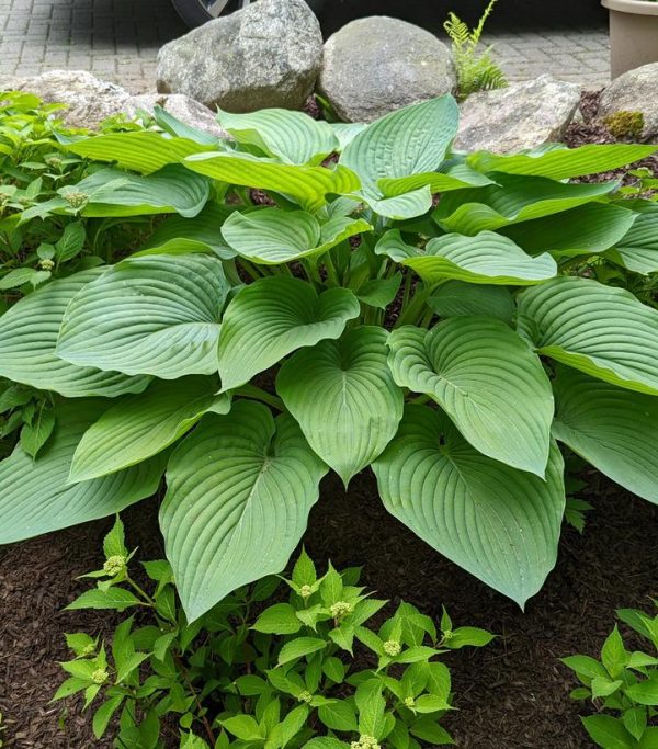 HOSTA SHADOWLAND `EMPRESS WU`
