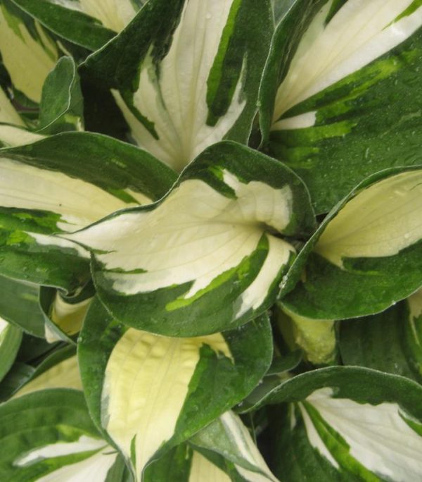 HOSTA `FIRE AND ICE`