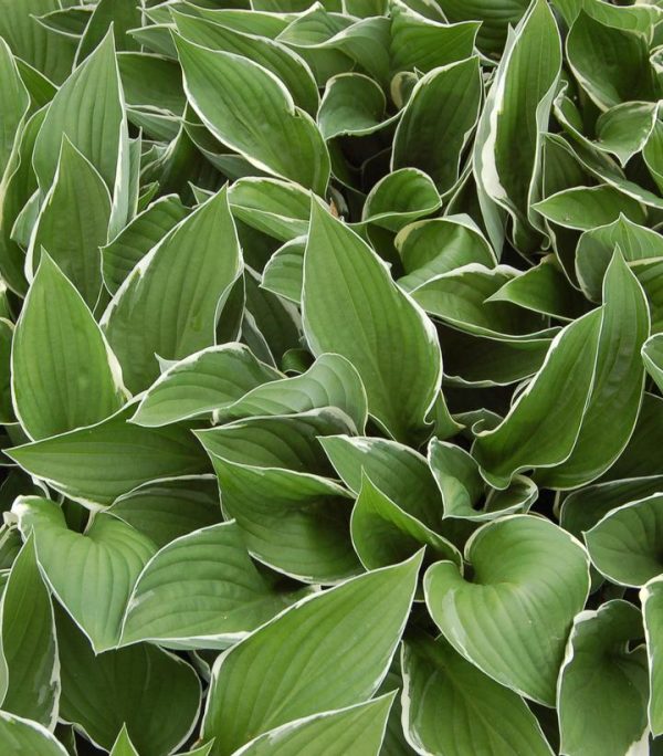 HOSTA `FRANCEE`