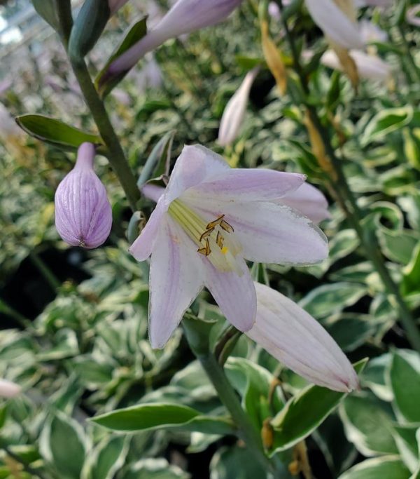 HOSTA `PATRIOT`