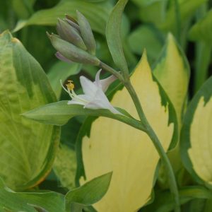 HOSTA `PAUL`S GLORY`