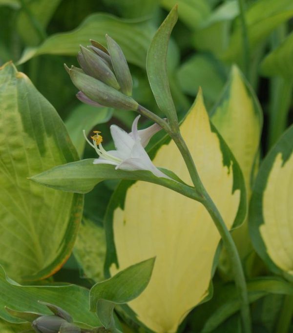 HOSTA `PAUL`S GLORY`