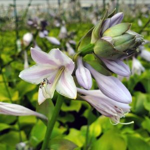 HOSTA `SUM & SUBSTANCE`