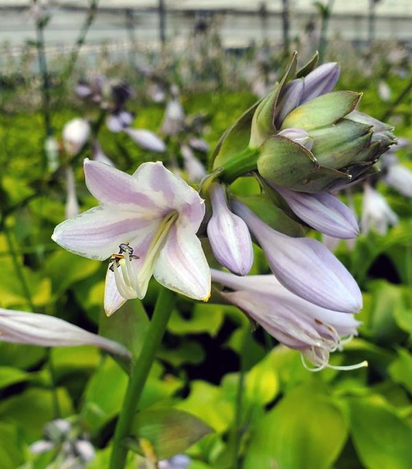HOSTA `SUM & SUBSTANCE`