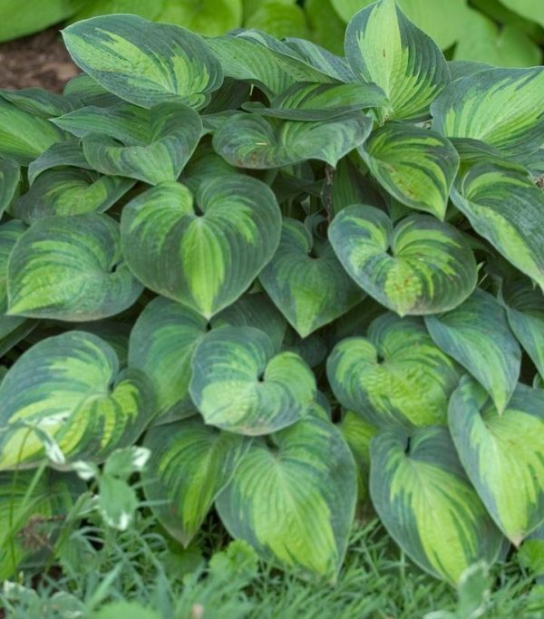 HOSTA TARDIANA `JUNE`