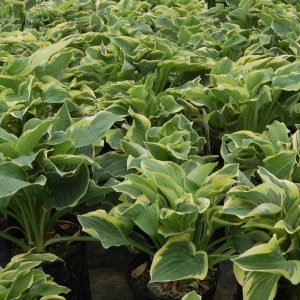 HOSTA `WIDE BRIM`
