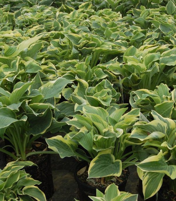 HOSTA `WIDE BRIM`