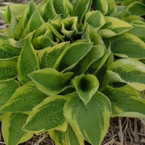HOSTA FORTUNEI `AUREO-MARGINATA`