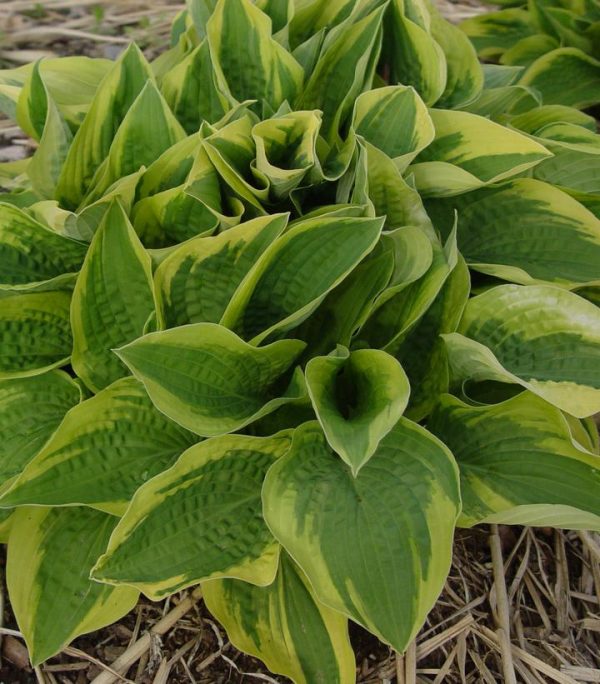 HOSTA FORTUNEI `AUREO-MARGINATA`